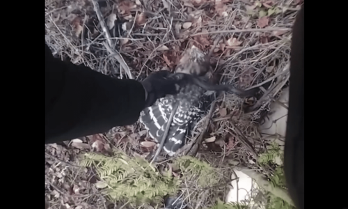 Watch this officer uncoil a snake with a death grip wrapped around a hawk