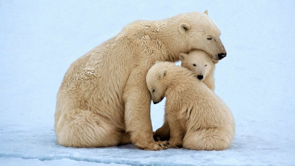The Threat of Extinction Facing Polar Bears