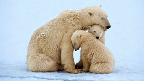 The Threat of Extinction Facing Polar Bears