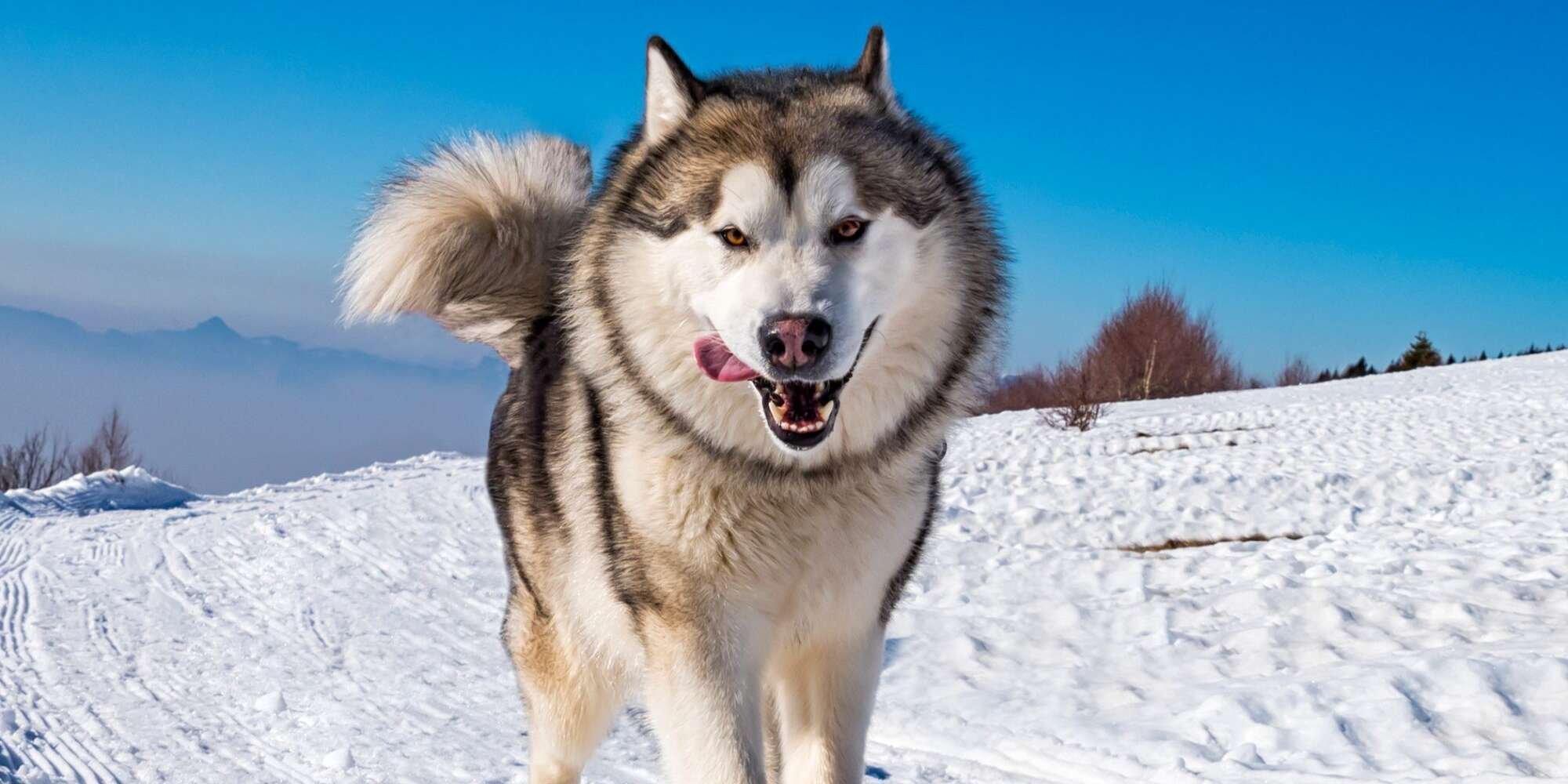 11 Wolf Dog Breed Doppelgängers Who Will Make You Do a Double-Take