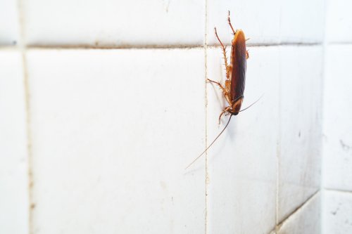 How to Keep Pests Away