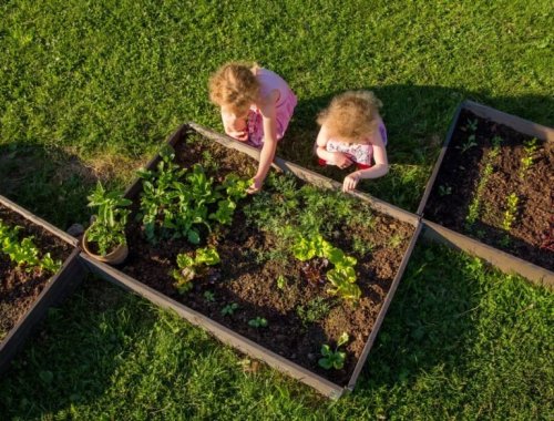 WHY YOU SHOULD USE RAISED BEDS IN YOUR GARDEN