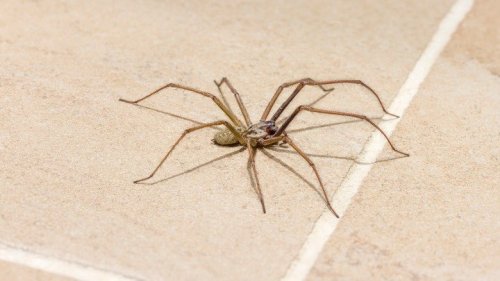 The Kitchen Storage Mistake That May Be Attracting Spiders To Your Home