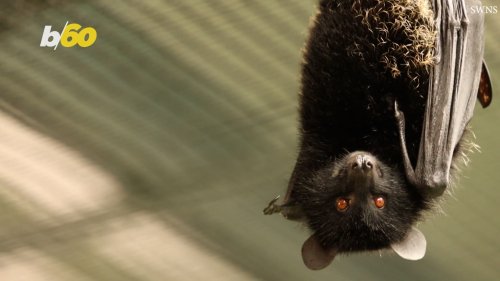 You Might Not Know This, But This Bat Birth Is One of the Rarest You’ll Ever See