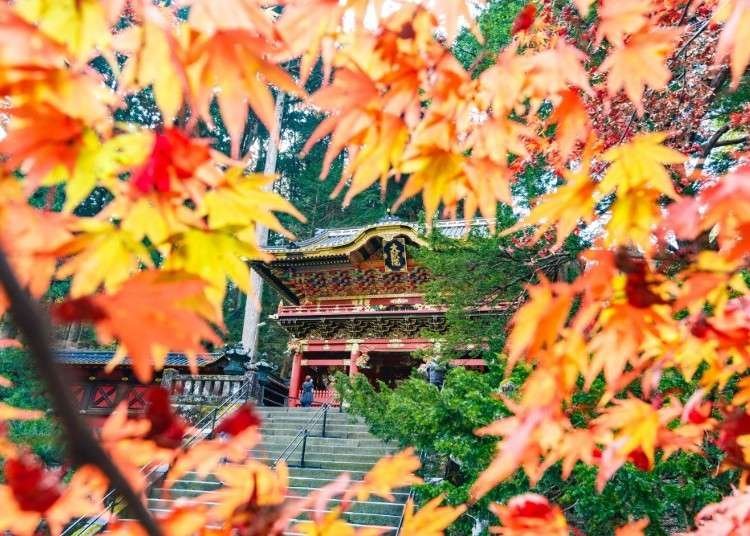 Discover Why Nikko is Neato in Fall