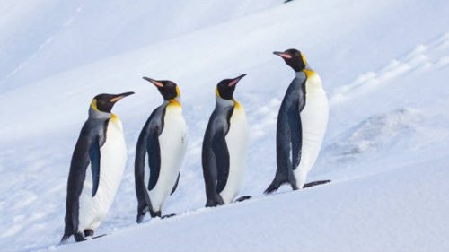 US Commerce Secretary Defends Tariffs On Penguin-Inhabited Islands