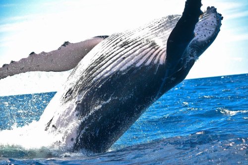 Why Do Whales Jump Out of the Water?