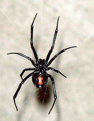 The world's 10 most dangerous spiders