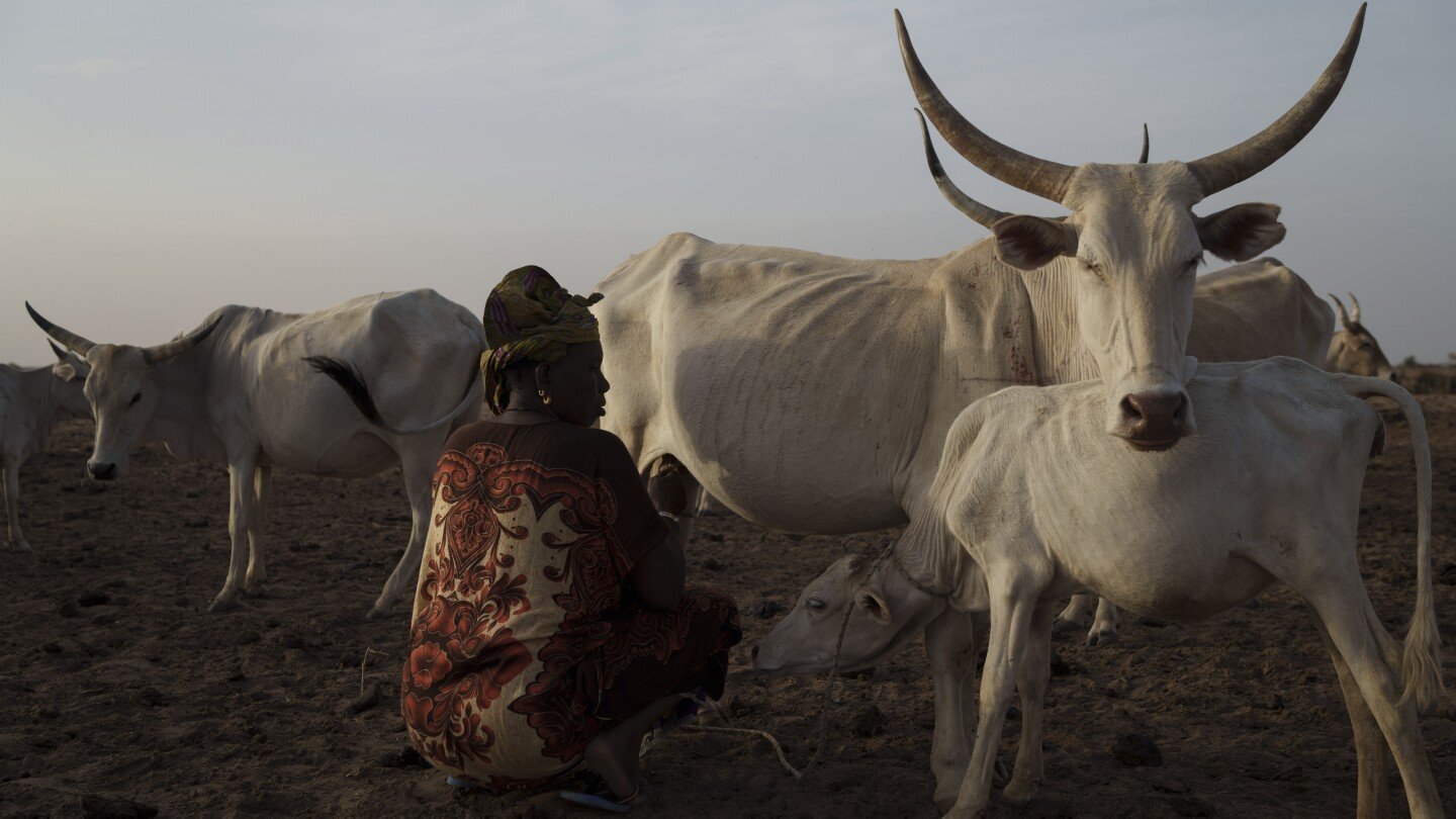 Pastoralists in Senegal raise livestock much as their ancestors did centuries ago | AP Photos