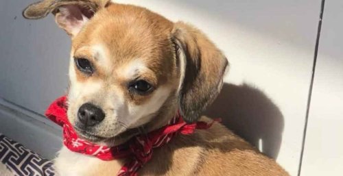 An 11-year-old accused of killing a defensless dog and more shocking news