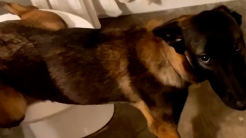 A smart dog learned how to use the toilet !