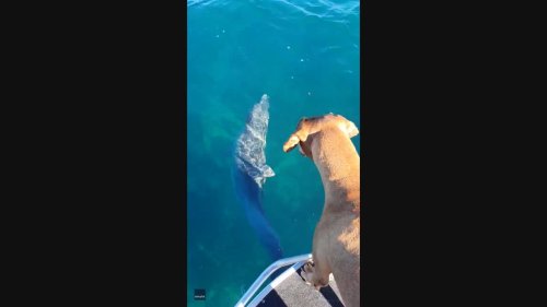 Young Dolphin Shares Playful Moments With Terminally Ill Dog on Last Aquatic Adventure