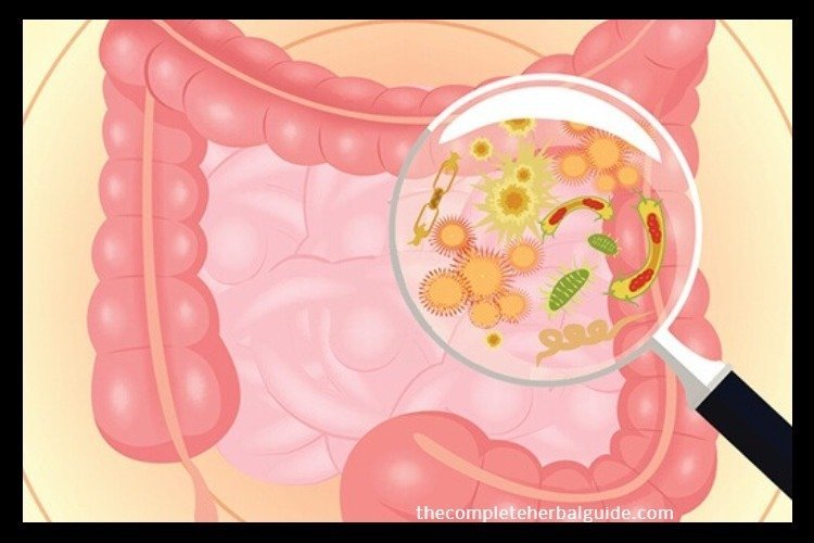 The Ultimate Guide on How to Fix Bacterial Overgrowth and the Leaky Gut Syndrome