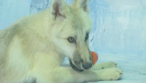 World’s First Cloned Arctic Wolf Makes Public Debut