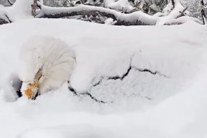 Mom of the year: Watch this bald eagle protect her nest from a brutal snow storm
