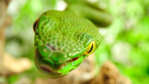 Why Global Warming Could Actually Increase the Chances of Getting a Very Bad Snakebite