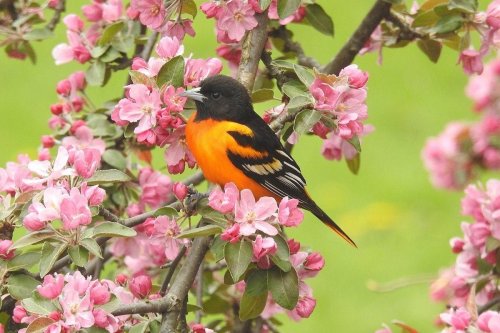 When Will Baltimore Orioles Arrive in Spring?