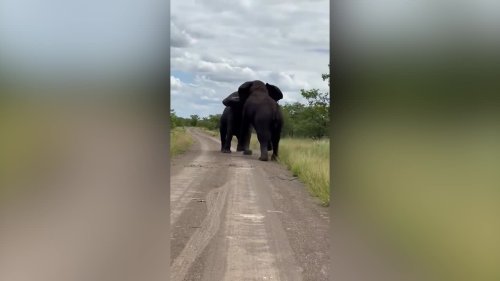 Footage shows group of trainee safari guides fleeing from "once in a lifetime" battle between bull elephants