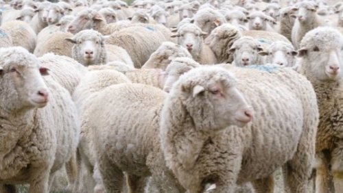 Are Animals Able to Predict Earthquakes? Scientists Think So