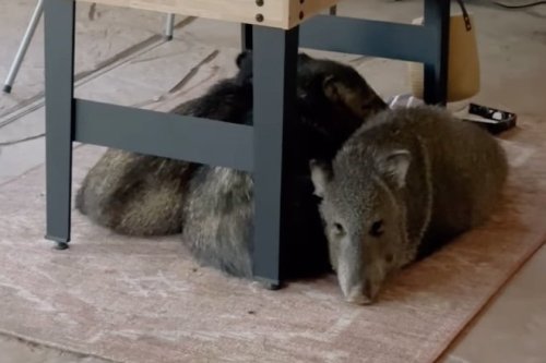 They live here now: Watch a group of javelinas break into an Arizona home 