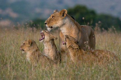 Animal planet