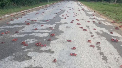 Christmas Island: Stunning video shows red crabs flooding Christmas Island during annual migration to the ocean