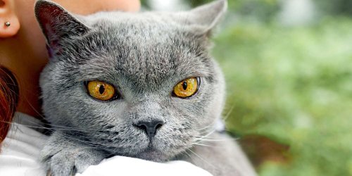 11 Flat-Faced Cat Breeds Ready to Be Your New Favorite Furball