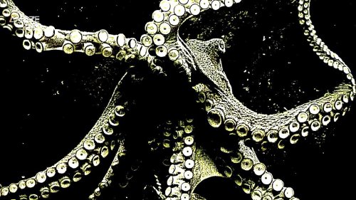 Octopuses Can Edit Their Own Genetic Code In Hours to Adapt to a Changing Environment