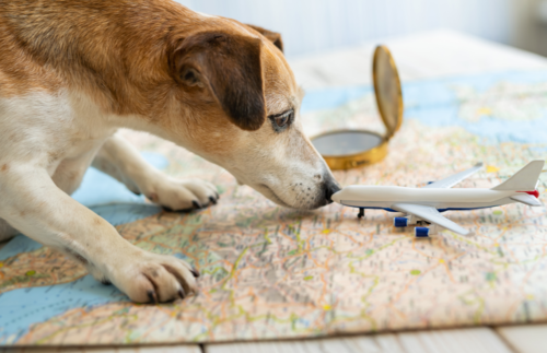 Pets and Travel