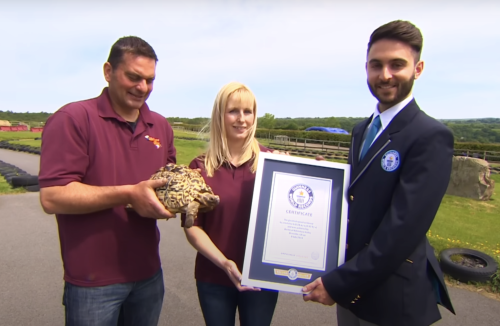 The Fastest Tortoise in the World – Meet Bertie