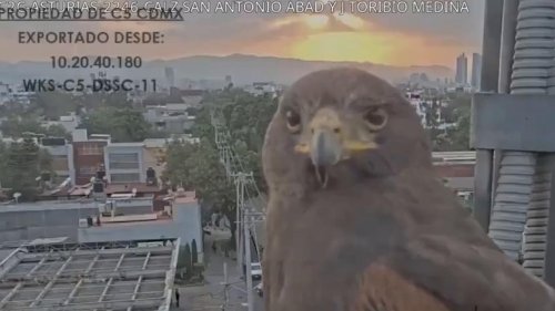 Mexico: Curious hawk inspects highway camera in Mexico