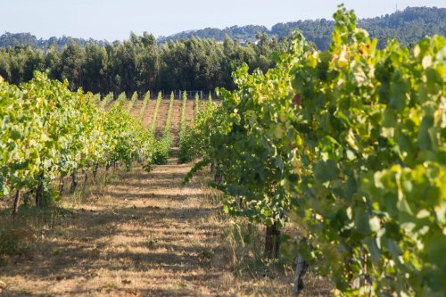 In Portugal's Vinho Verde, wine is green in more ways than one