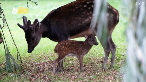This Spotted Deer That Was Just Born Is Extremely Rare!