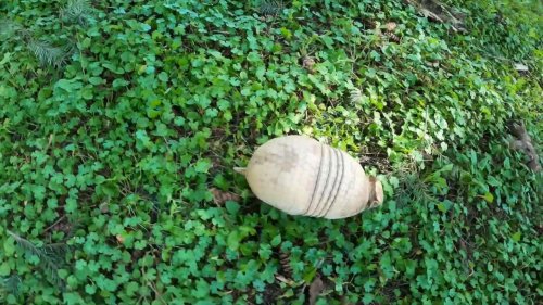 Toby the Armadillo Takes a Charming Forest Stroll in Portland, USA