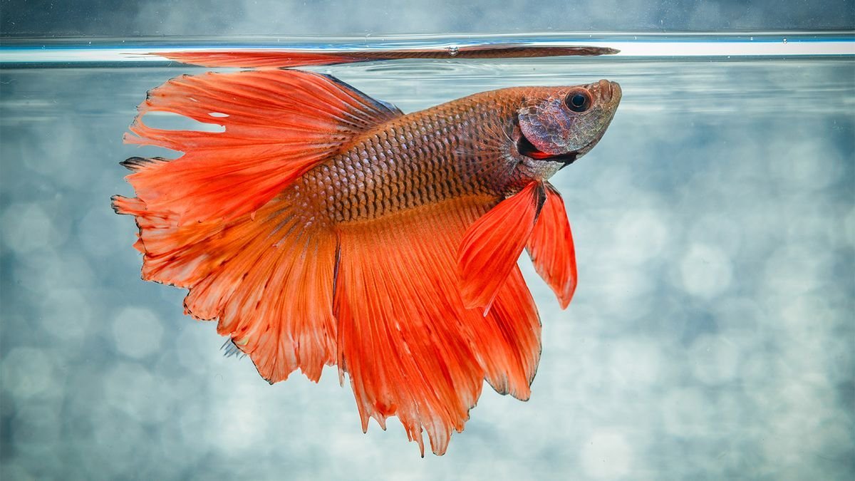 5 Things Everyone Gets Wrong About Betta Fish — And More Fish Facts
