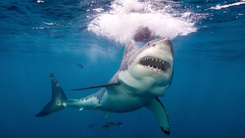 South Padre Island Shark Attack: A Nightmarish July 4 — Plus More About Sharks