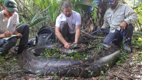 These are the biggest pythons ever captured in Florida