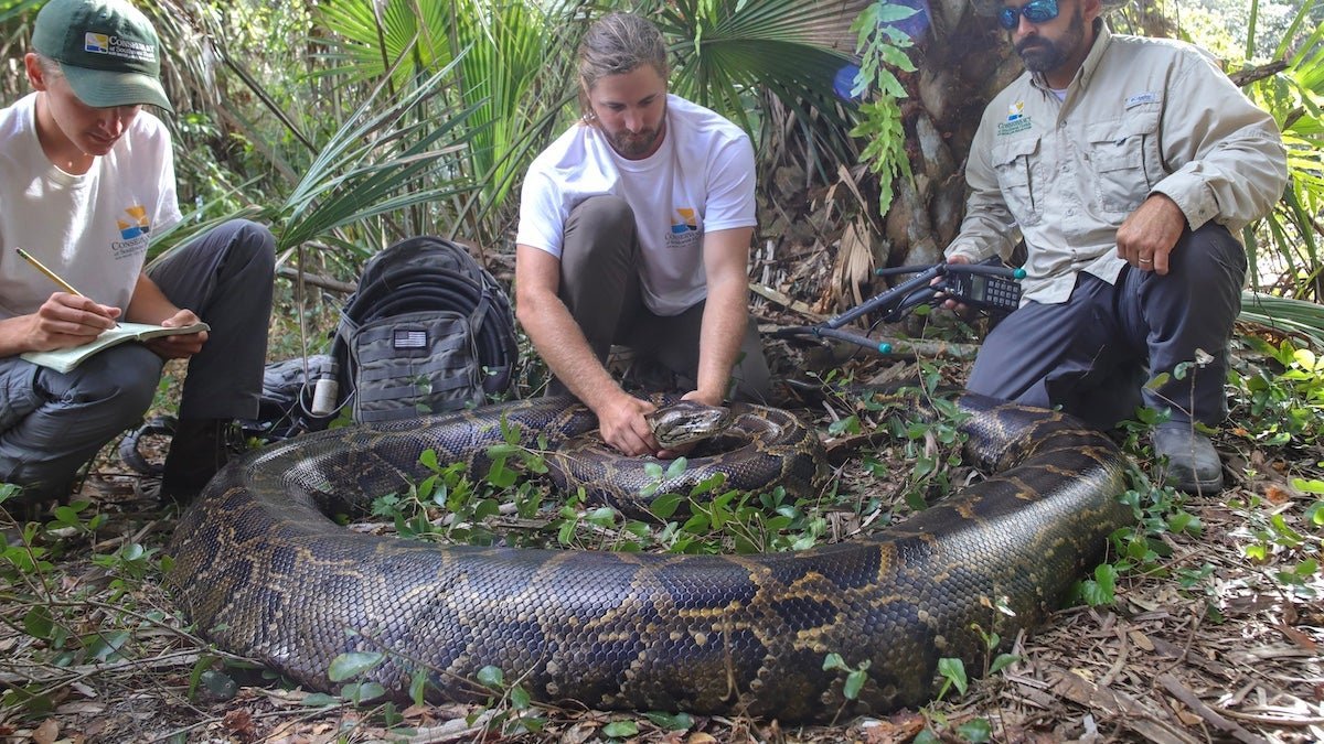 These are the biggest pythons ever captured in Florida