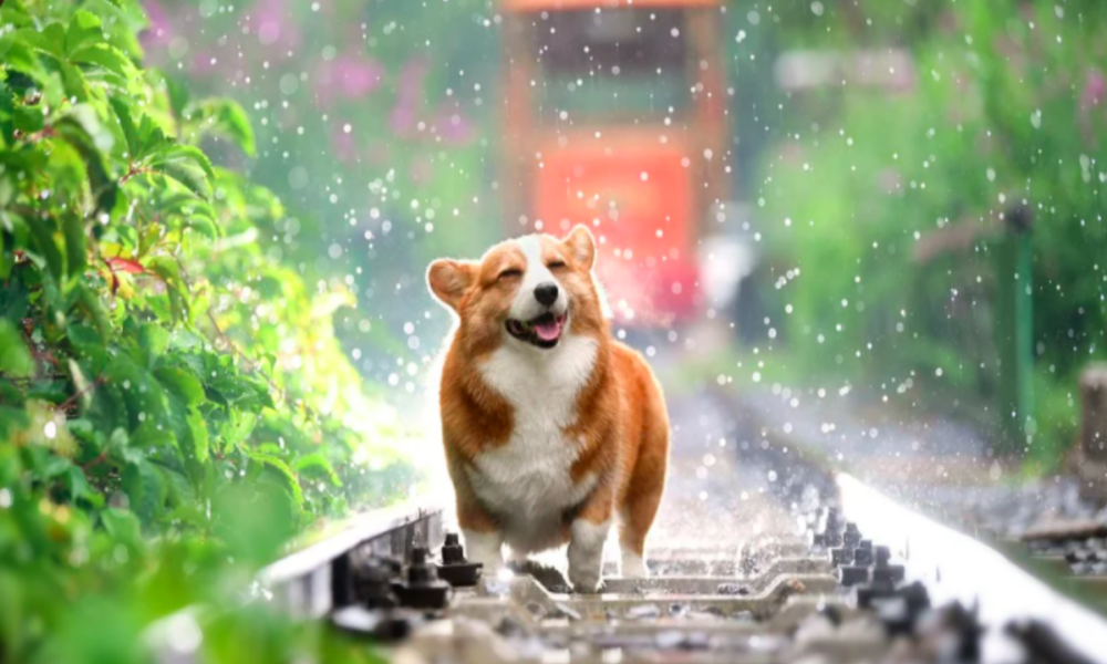 Dogecoin, Shiba Inu - When's the recovery?