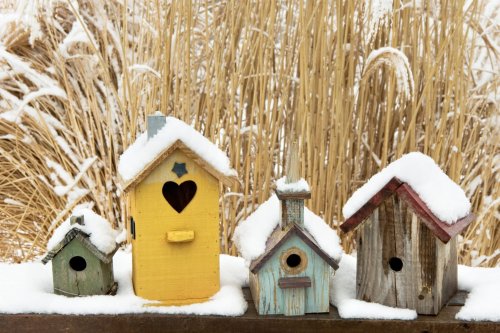When (and How) to Clean Out Bird Houses