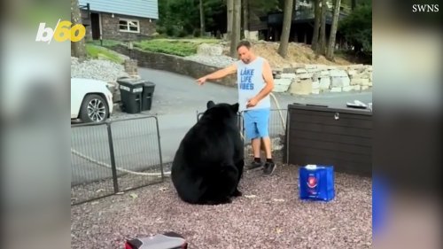 Giant Black Bear Swipes at Human at Family Cookout