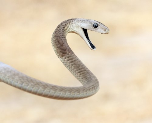 The world's most venomous snakes