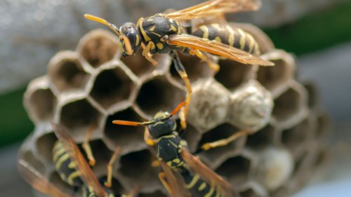 An Expert Explains The Safest Way To Remove A Wasp's Nest From Your Home