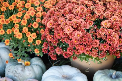 The Best of Fall Gardening 