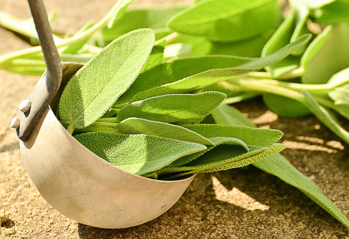 Essential Herbs to Grow Easily At Home