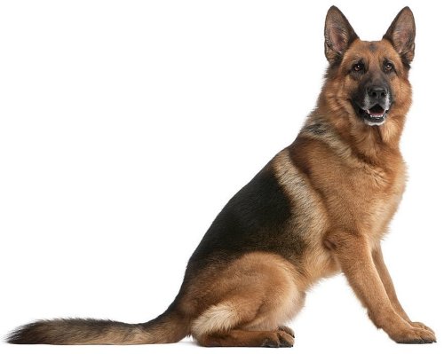 19 Interesting Facts about German Shepherds You Might Not Know