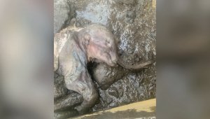 Discovery of Near-Perfect Mummified Baby Woolly Mammoth Makes Ice Age Paleontologist Dream Come True