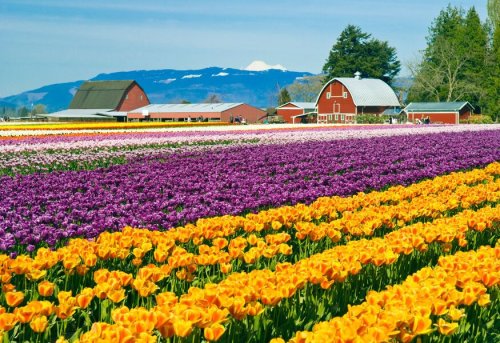 The Must-See Flower Fields That Are In Full Bloom
