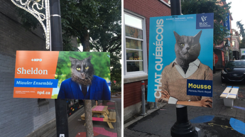 Des affiches électorales pour chats apparaissent à Montréal et c'est hilarant 