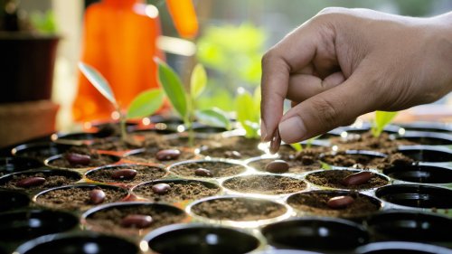 Create a flourishing spring garden with these tips and plants 